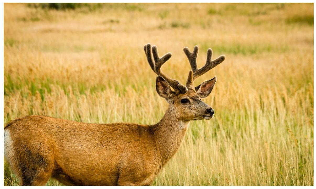 The Ultimate Guide to Deer Hunting for Beginners: From Novice to Confident Hunter