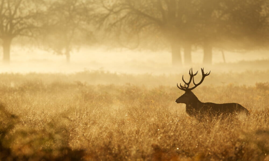 Sustainable Hunting: An Ultimate Guide to Ecological Balance
