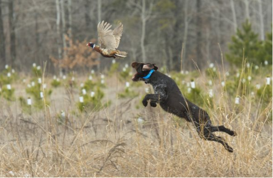 The Ultimate Guide to Training a Bird Hunting Dog