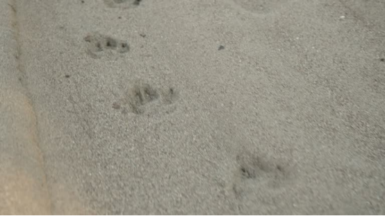 The Ultimate Guide to Wildlife Tracking: Interpreting Tracks and Behavior