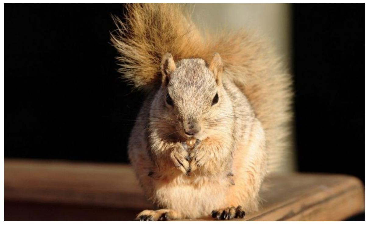 The Ultimate Hunter’s Guide: From Squirrels to Wild Boars