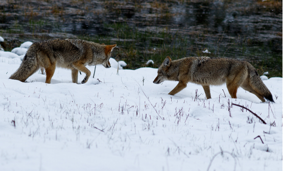 The Ultimate Guide to Winter Hunting: Gear, Techniques & Safety